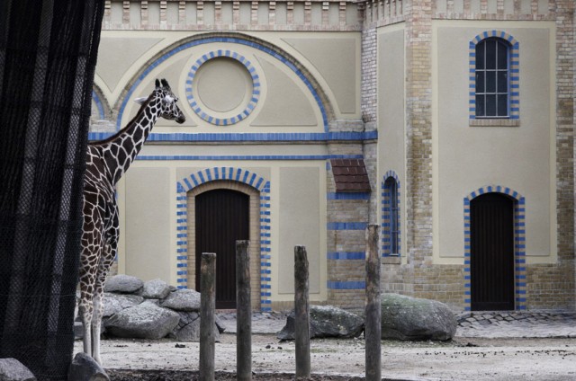 Animales Atascados en el Zoologico